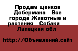 Продам щенков Добермана - Все города Животные и растения » Собаки   . Липецкая обл.